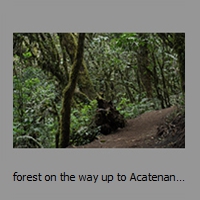 forest on the way up to Acatenango